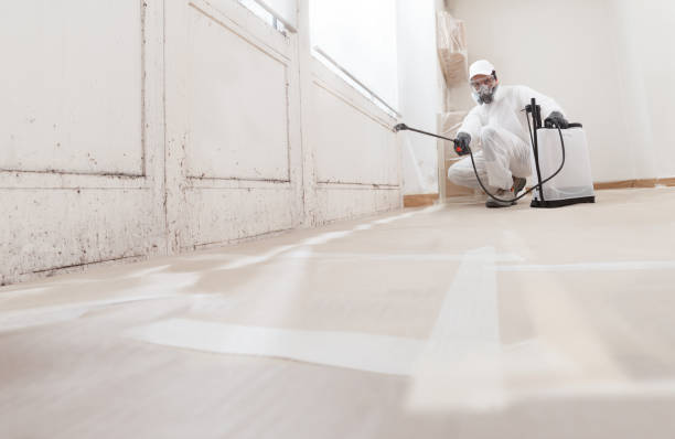 Black mold remediation team in Hamilton